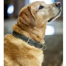 Leather Dog Collar